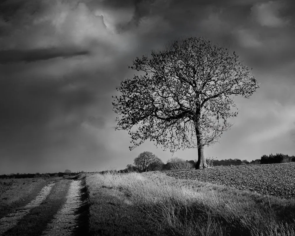 Archer's Wood (2 of 23)-Edit-4.jpg