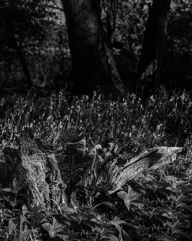 Bluebells Easter 26 no stack-final (1 of 1).jpg