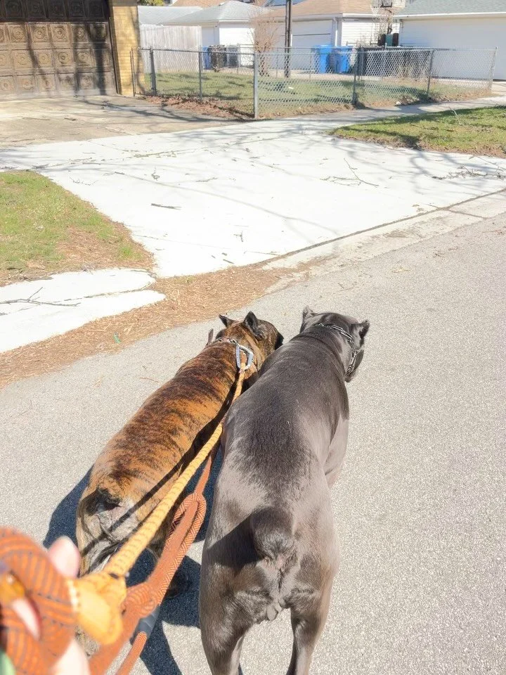 This is Brixton! Brixton lives down the street with his big brother, Ash, and their human Stephanie. Stephanie reached out to me back in October to start walking Ash + Brixton, and while Ash took to me immediately, Brixton was&hellip; not so sure. 


