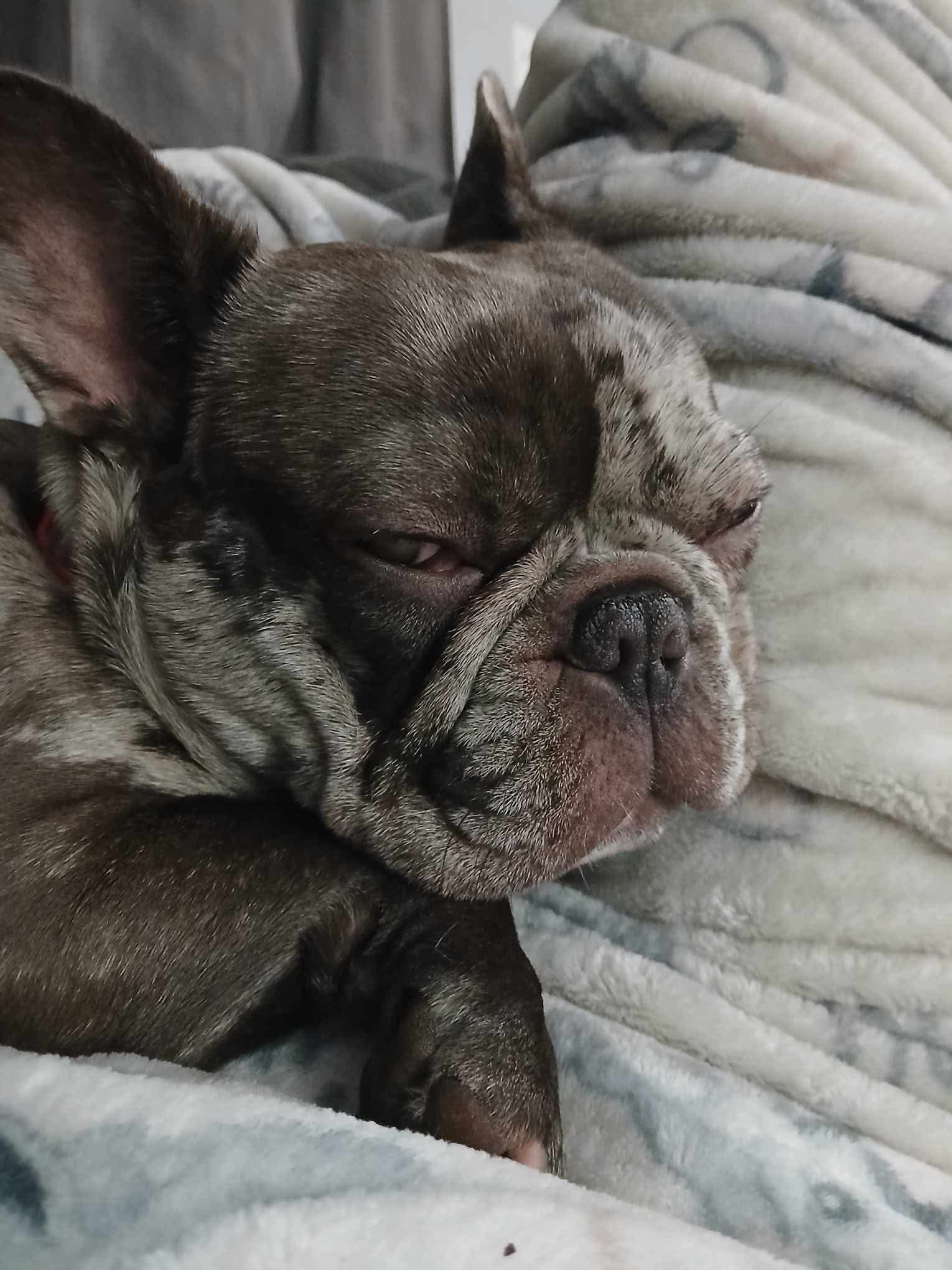 A brindle French Bulldog resting on a soft, patterned blanket.