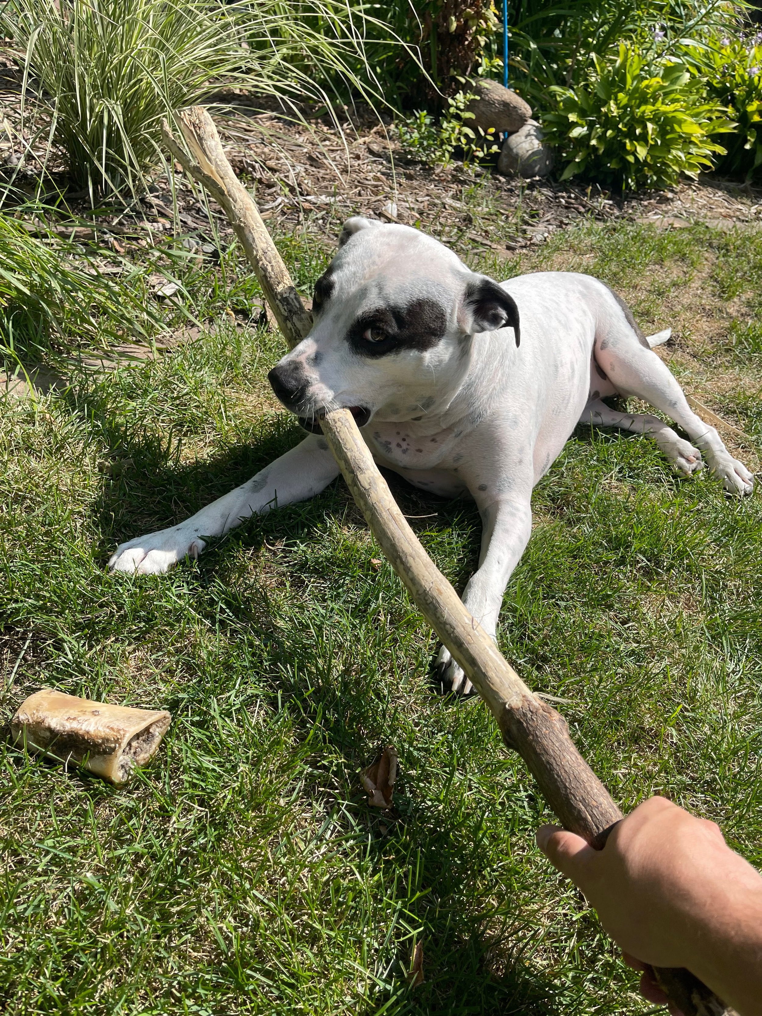Dog playing with a stick on grass