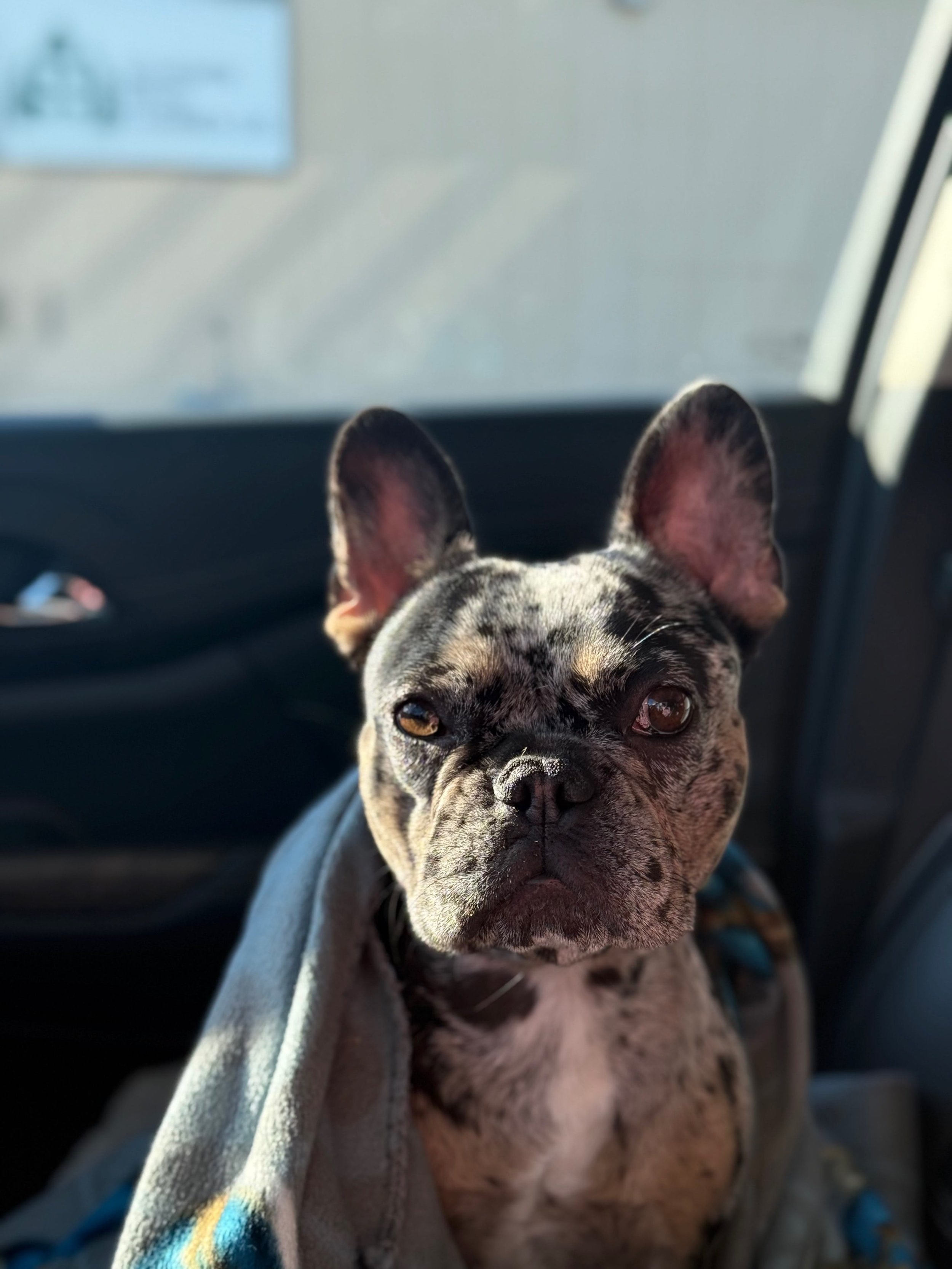 A French Bulldog in a car with a blanket.