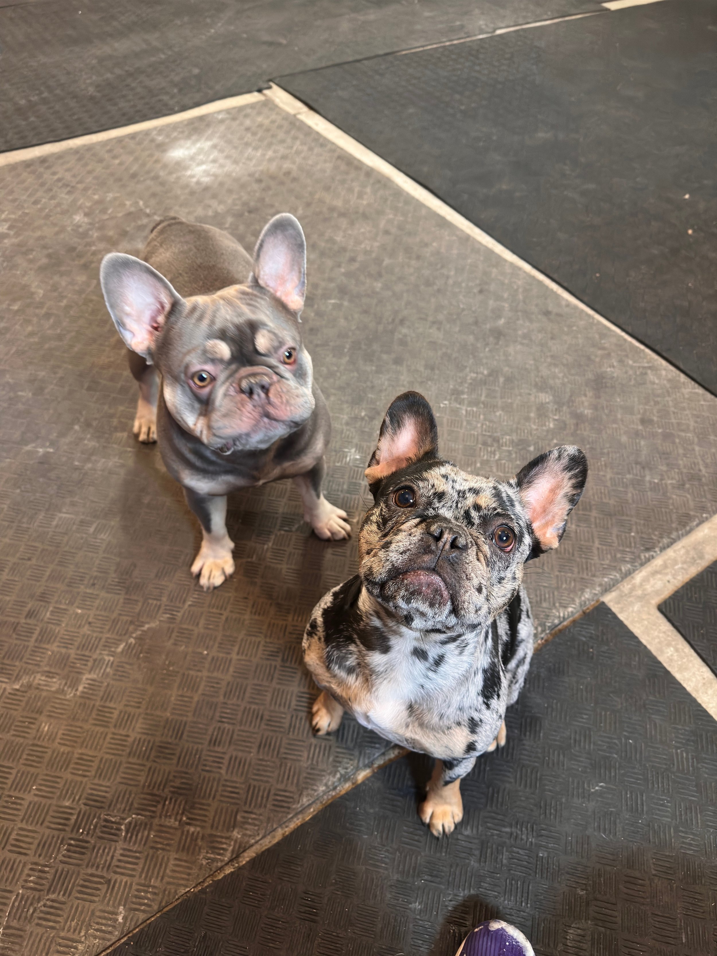Two French Bulldogs sitting on a textured floor, one with a merle coat and the other with a fawn coat, looking up.