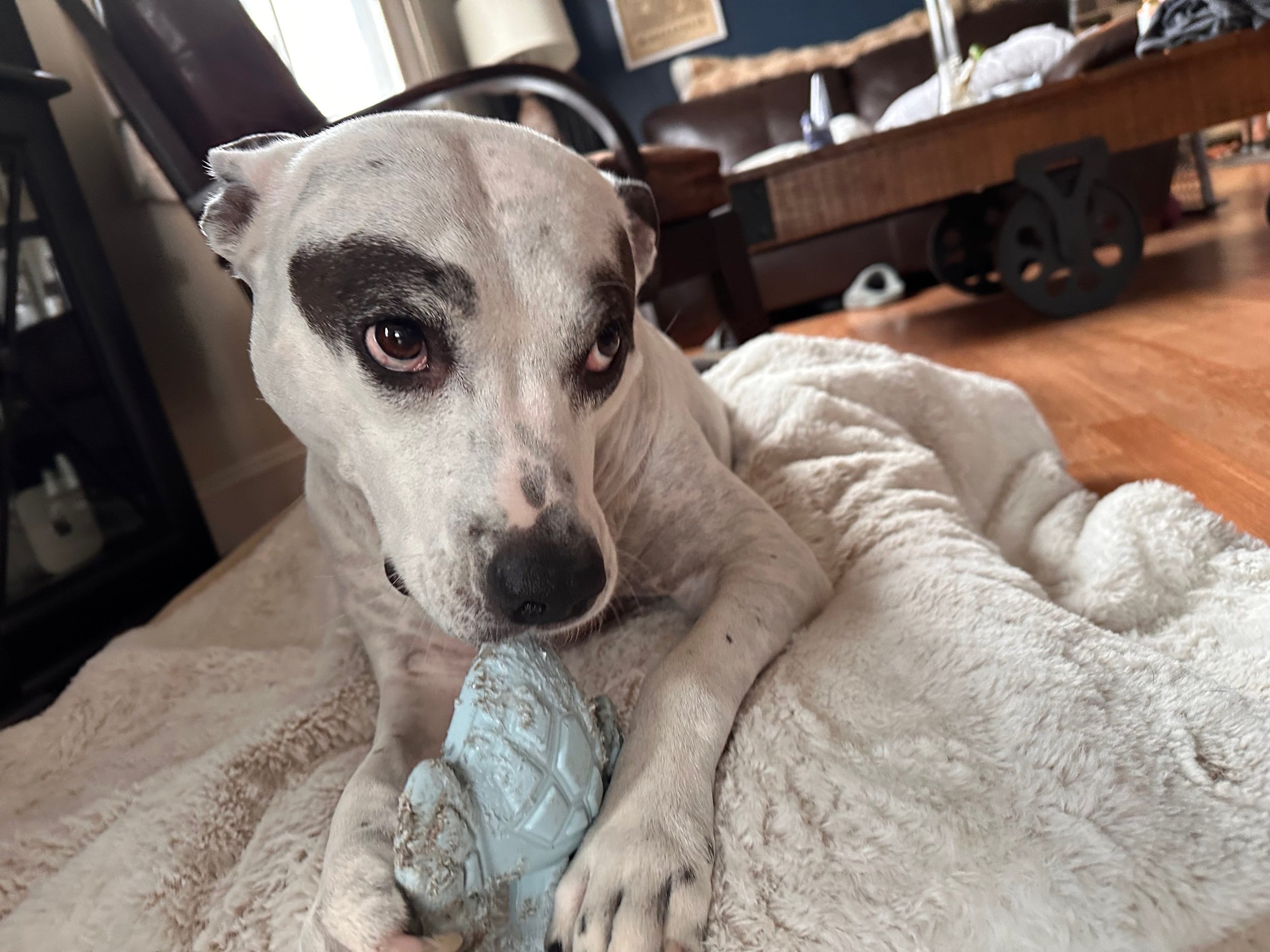 Dog with painted eyebrows lying on a blanket, holding a blue chew toy in its paws in a cozy living room.
