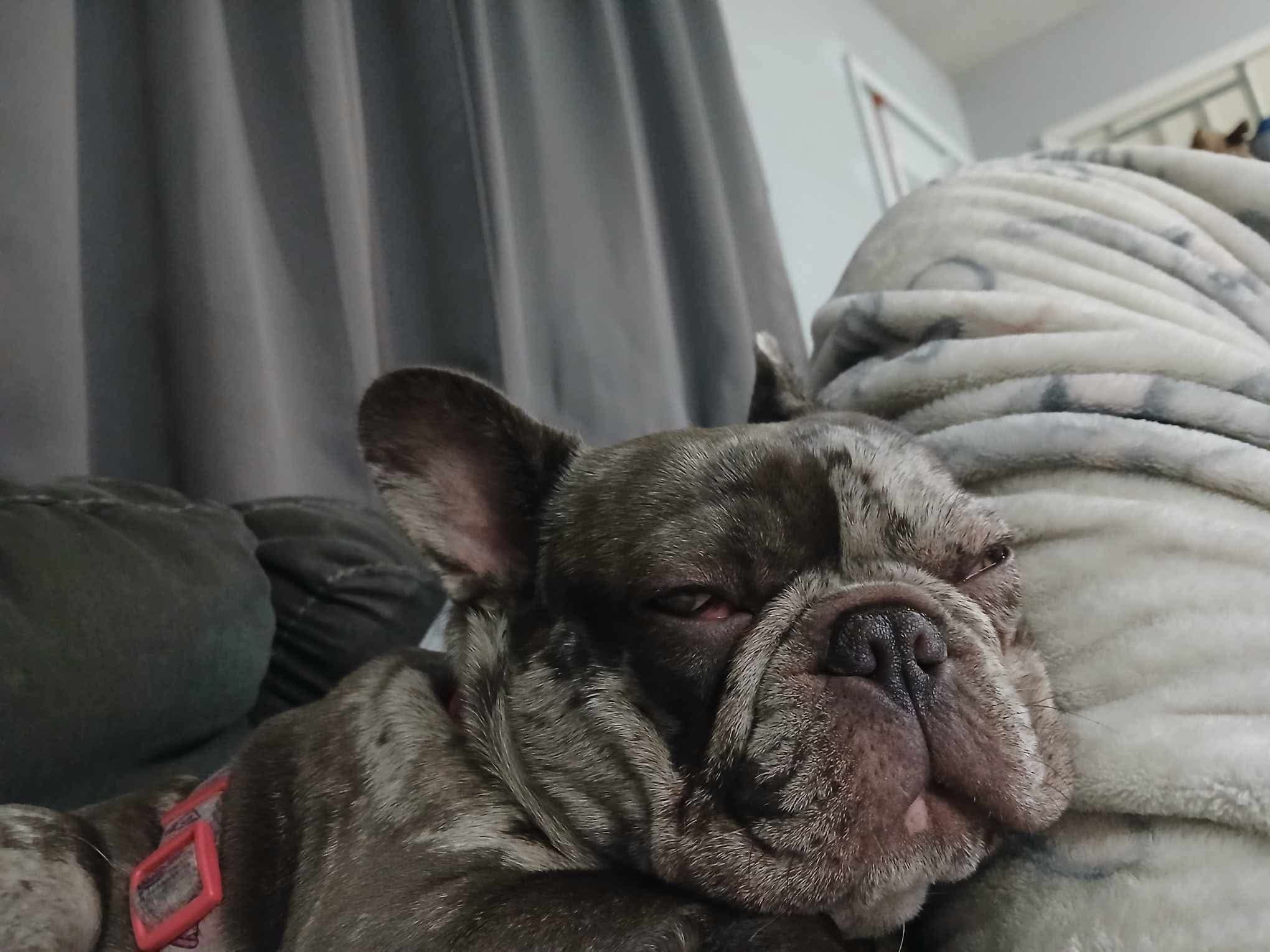 French Bulldog resting on a couch, looking relaxed and sleepy, with a gray curtain in the background and a cozy blanket nearby.