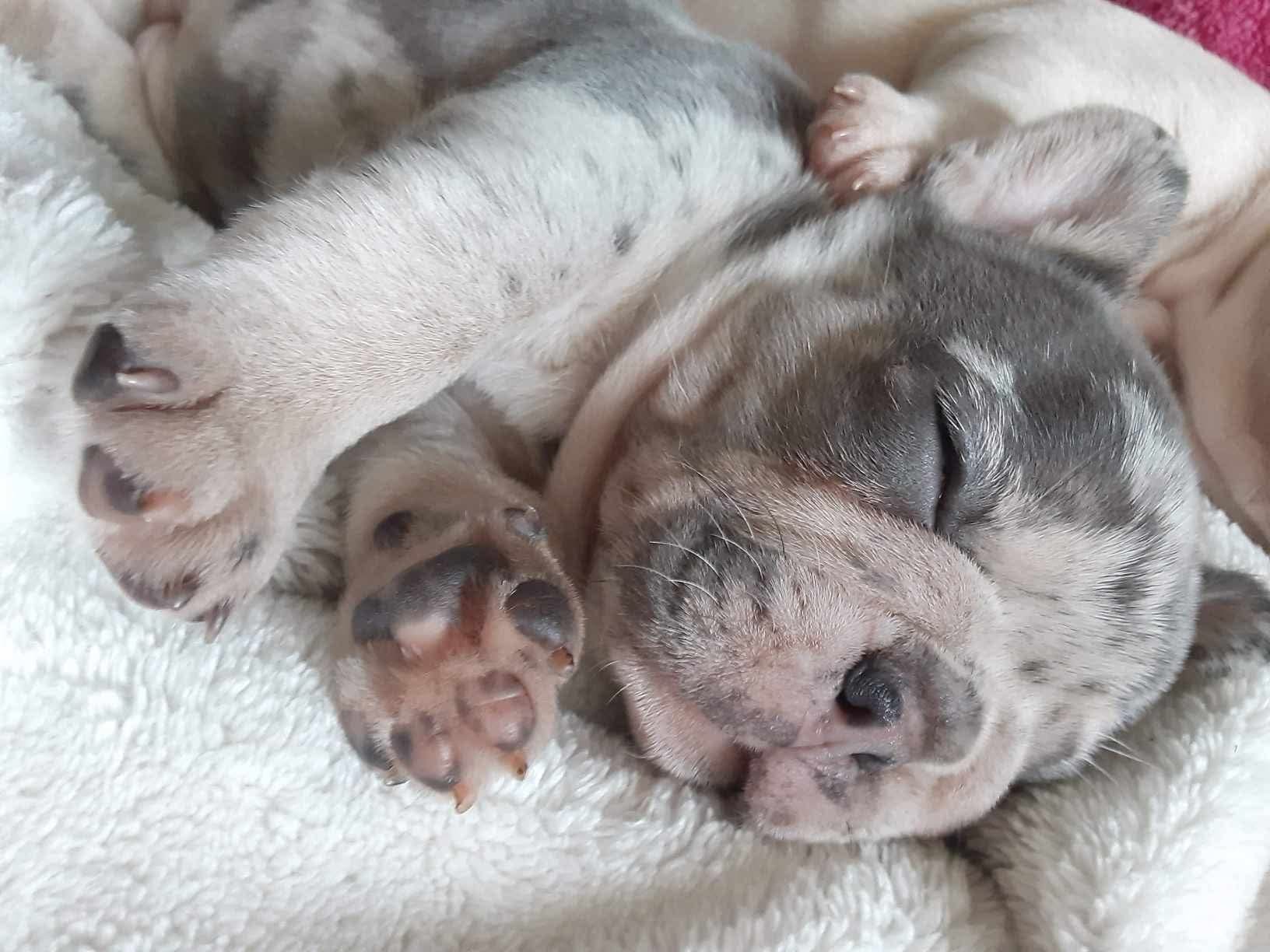 Sleeping puppy on white blanket