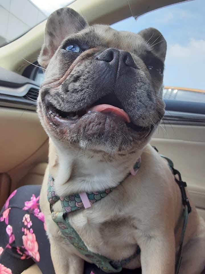 A close-up of a French Bulldog wearing a harness, sitting in a car with a visible blue sky through the window.