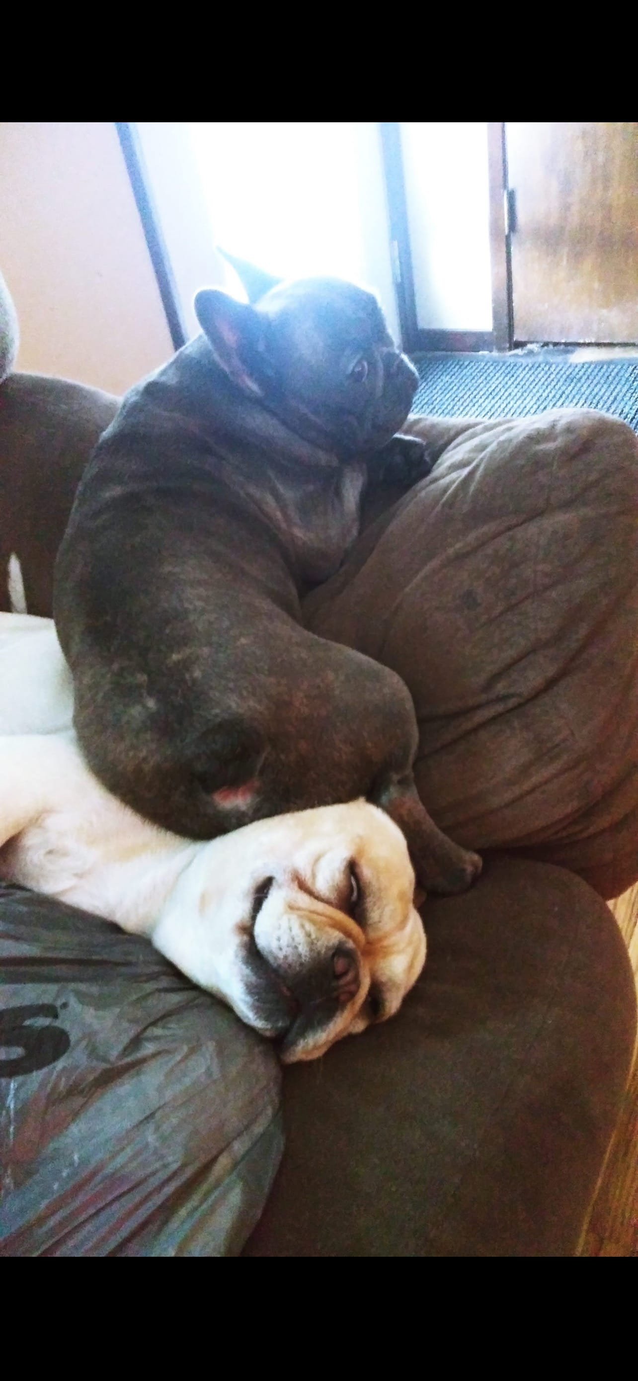 Two French Bulldogs lounging on a couch, one light-colored and sleeping, the other dark-colored and alert.