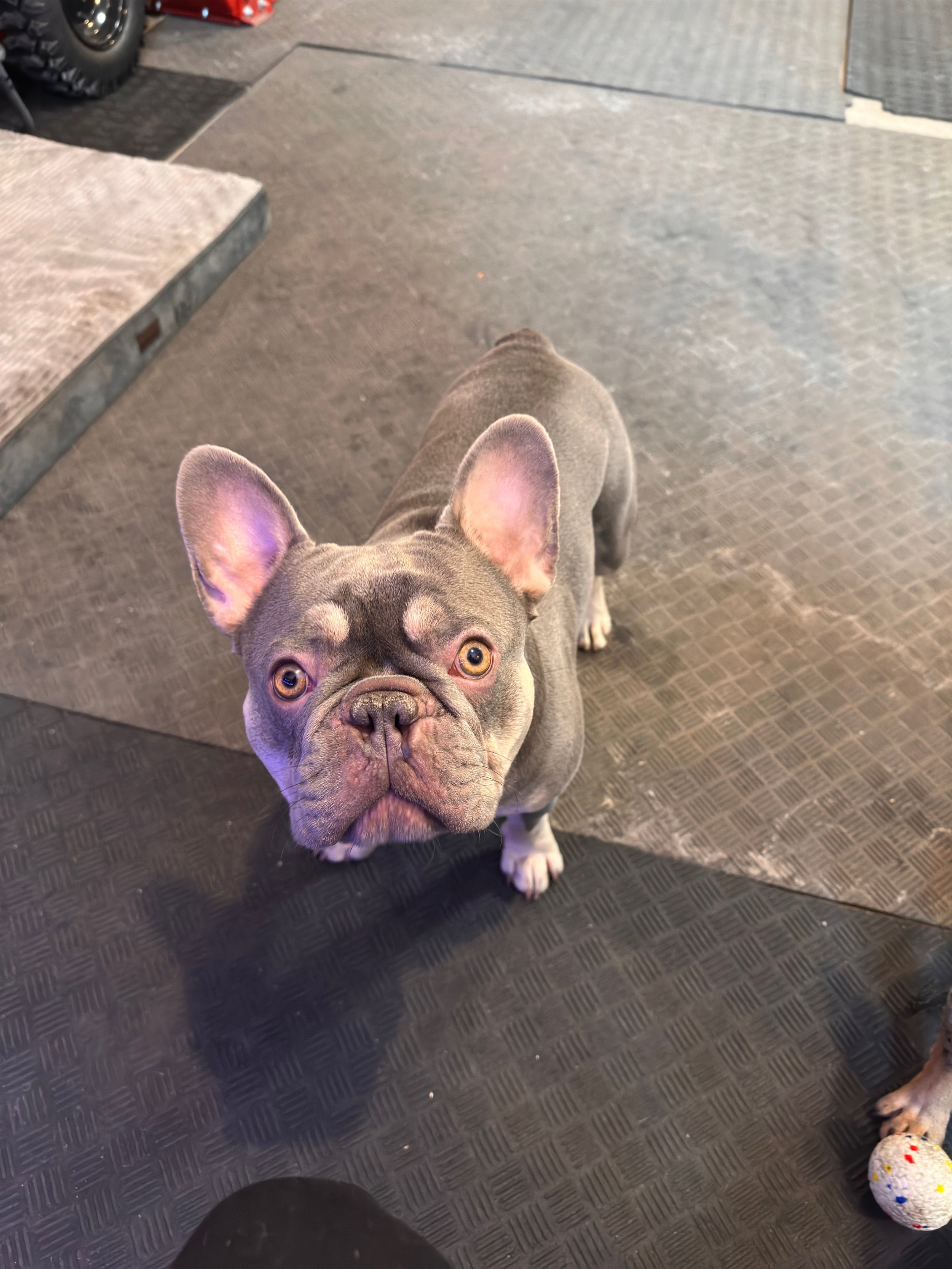 A French Bulldog standing on a checkered floor, looking up with alert ears.