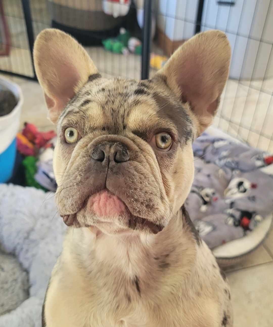 Close-up of a brindle French Bulldog with an alert expression, inside a playpen with toys and a dog bed.