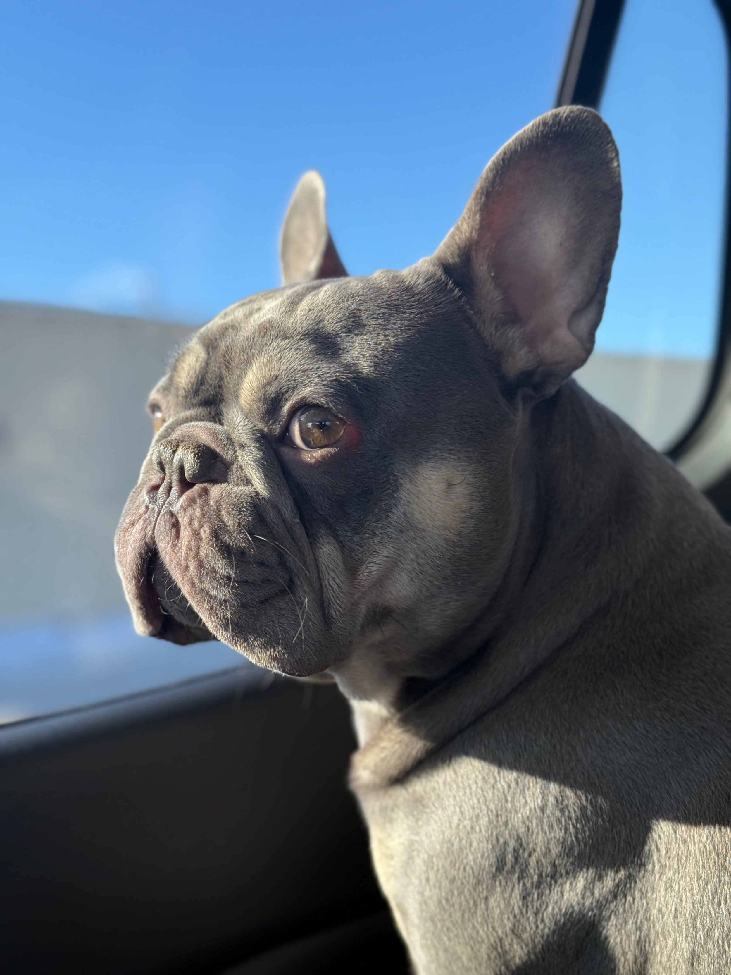 French Bulldog looking out a car window with a blue sky in the background.
