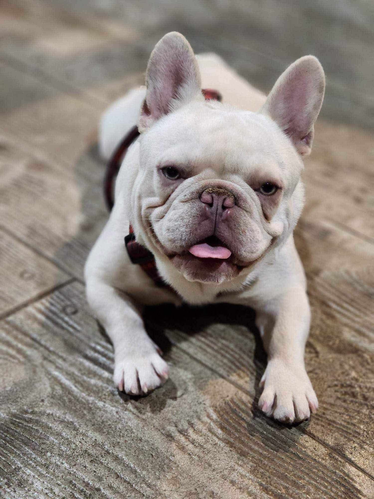 White French Bulldog lying on a wooden floor with tongue out.
