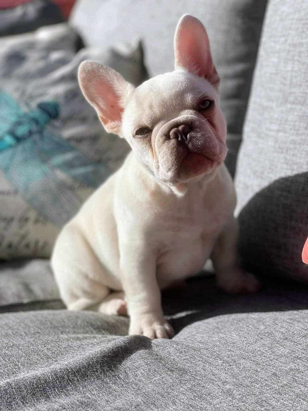 Small white French Bulldog sitting on a gray couch.