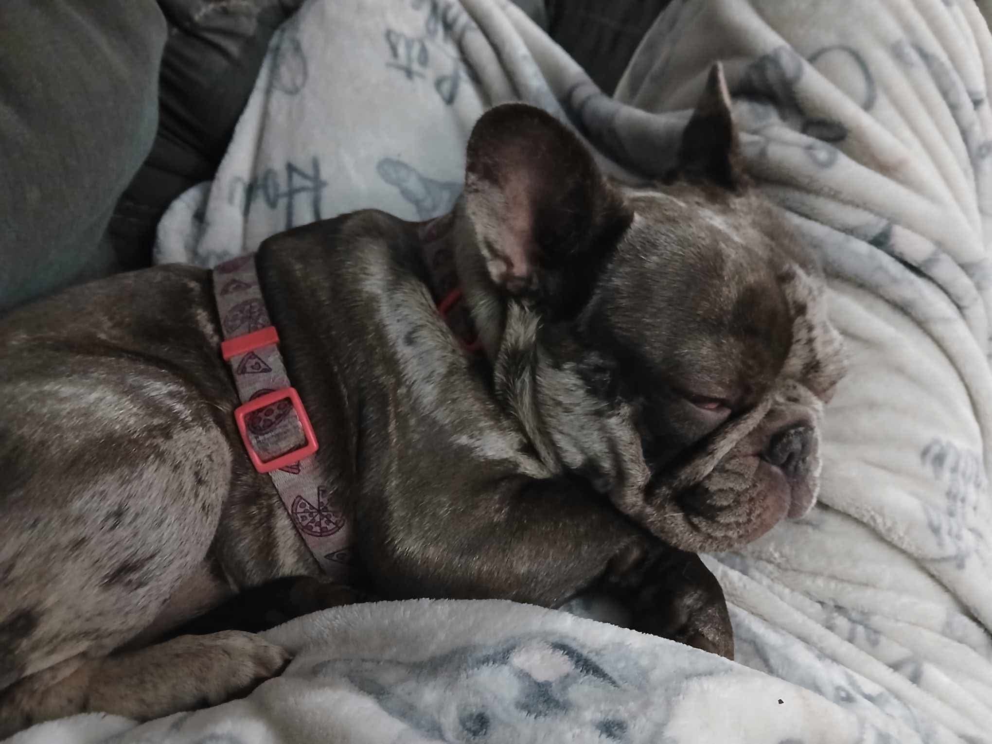 A brindle French Bulldog wearing a harness, resting on a gray blanket.
