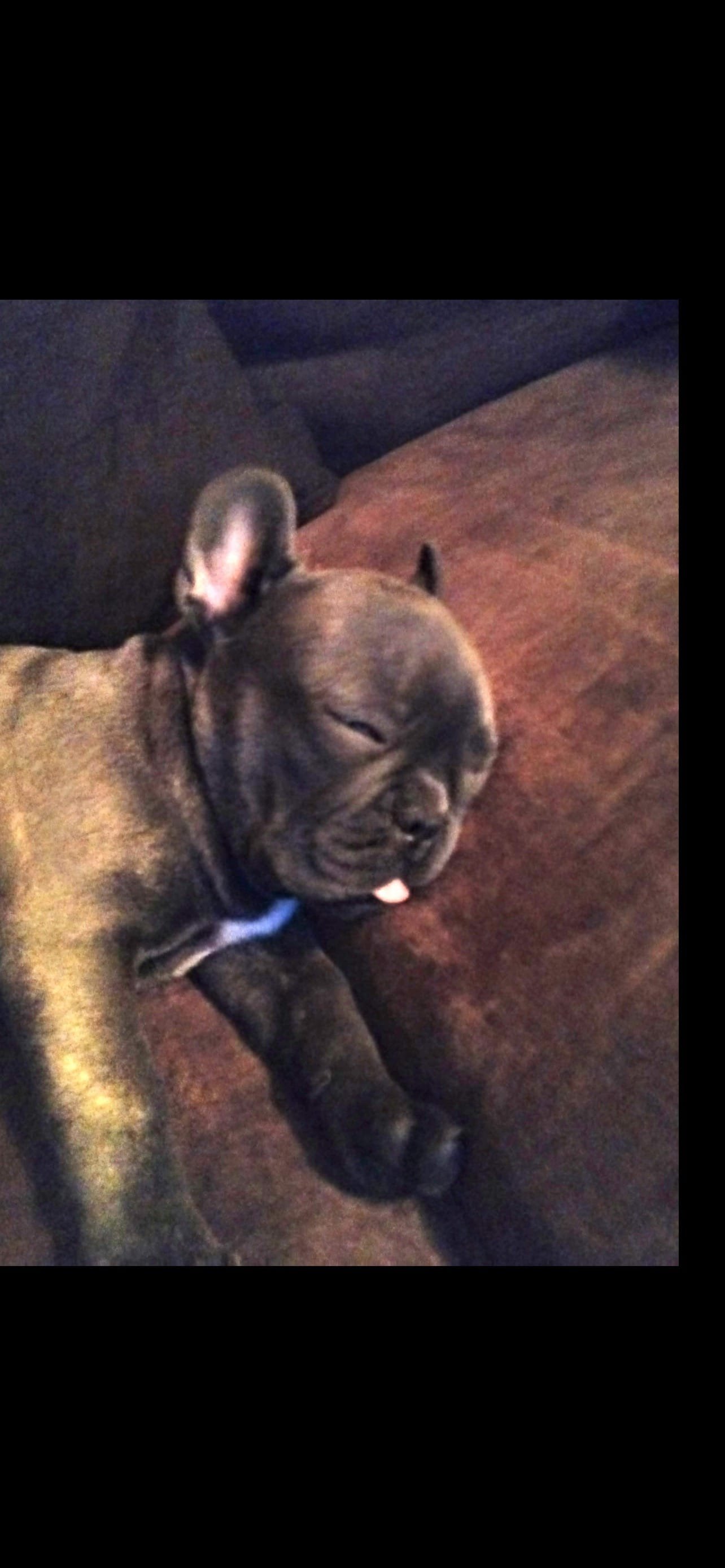 Black puppy sleeping on a brown couch.