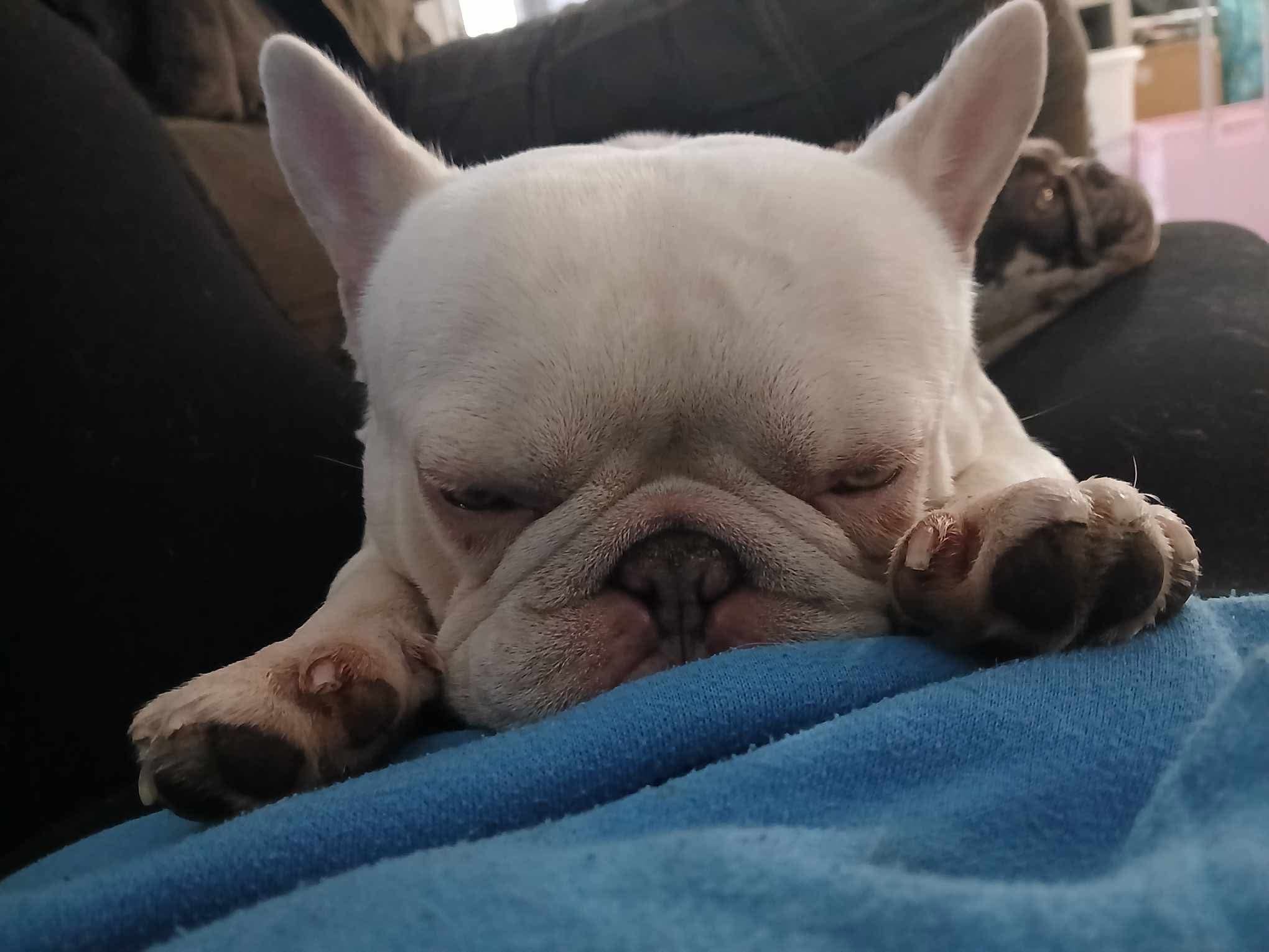 A French bulldog sleeping on a blue blanket.