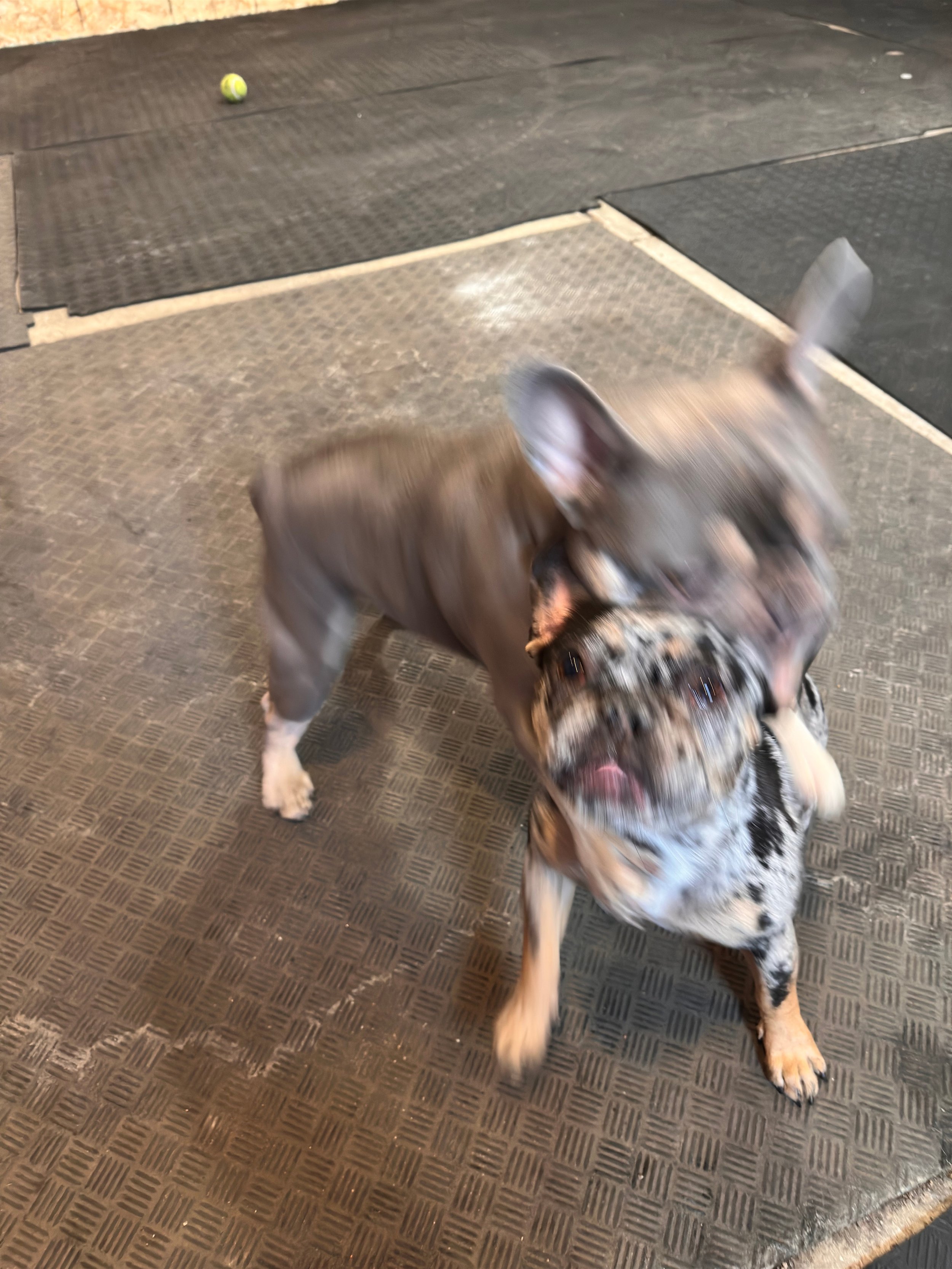 Two French Bulldogs playing on a textured mat indoors with a tennis ball in the background.