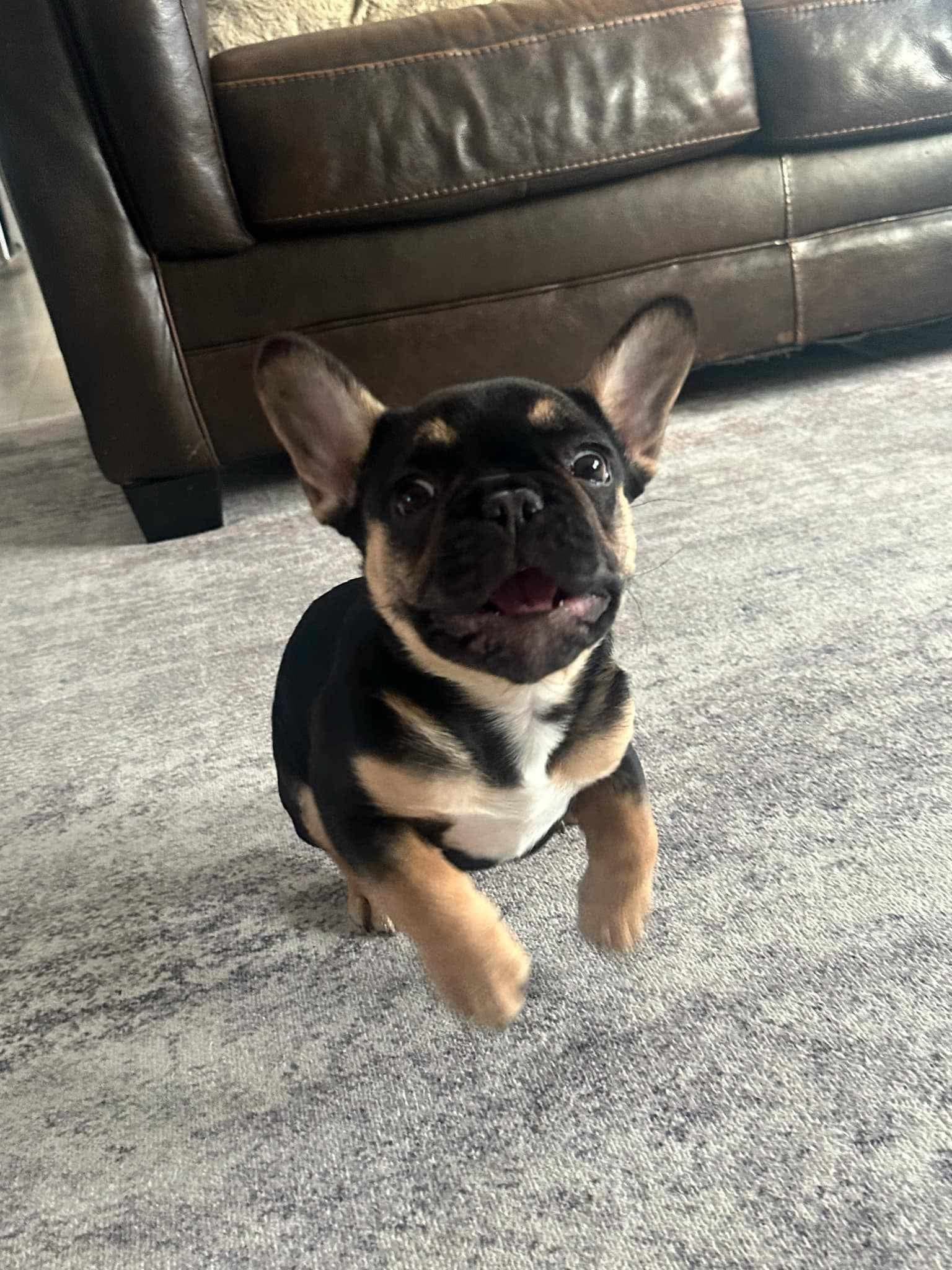 Playful French Bulldog puppy indoors on a carpet
