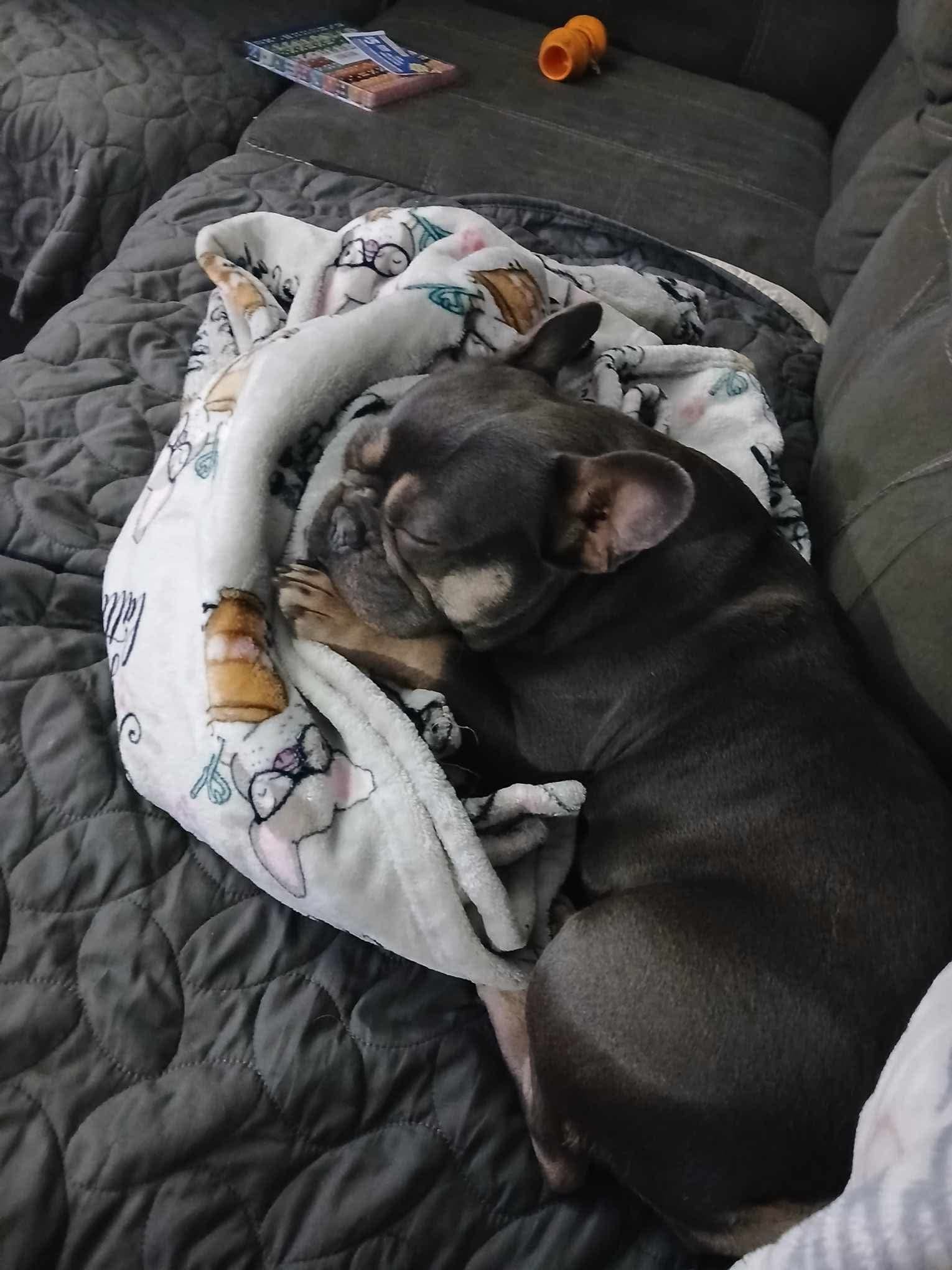French Bulldog sleeping on a couch wrapped in a blanket.