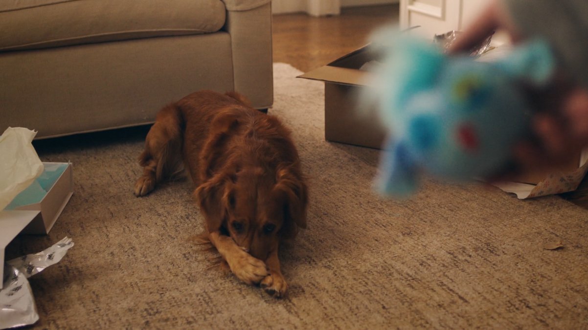 SHOT 16
Milo fetches a soft toy and brings it back, tail wagging.