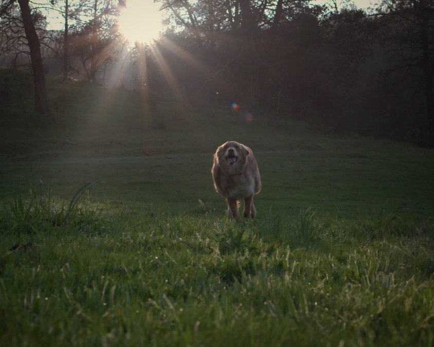 SHOT 16
Backyard: Kids toss ball. Charlie fetches.