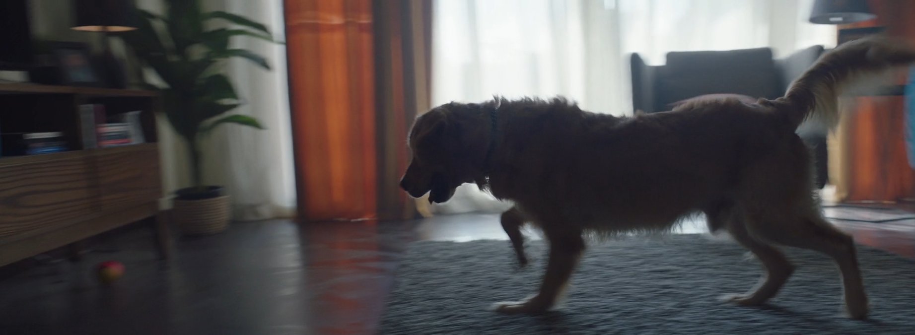SHOT 6
Milo roams the living room, sniffing furniture.