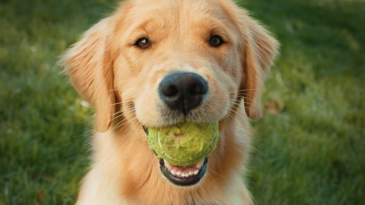 SHOT 18
Tight on Charlie with the ball. He holds it, tail wagging.