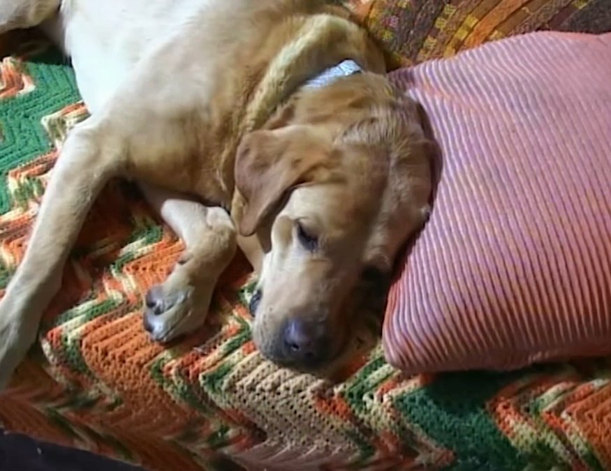 SHOT 26
Charlie naps in sunbeam.