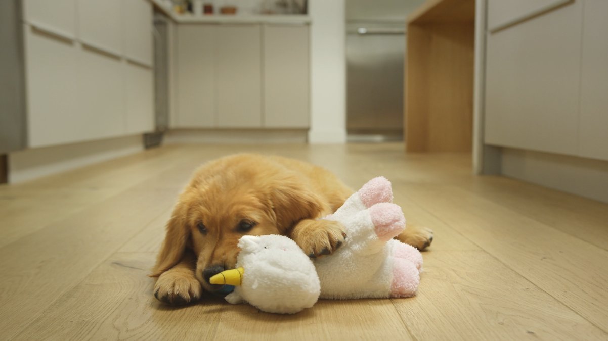 SHOT 25
Quick cut: Milo sniffs a squeaky toy, gently mouths it without tearing or roughness.
