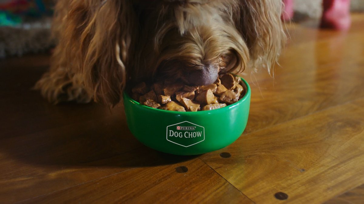 SHOT 10
Milo eats eagerly, tail wagging.