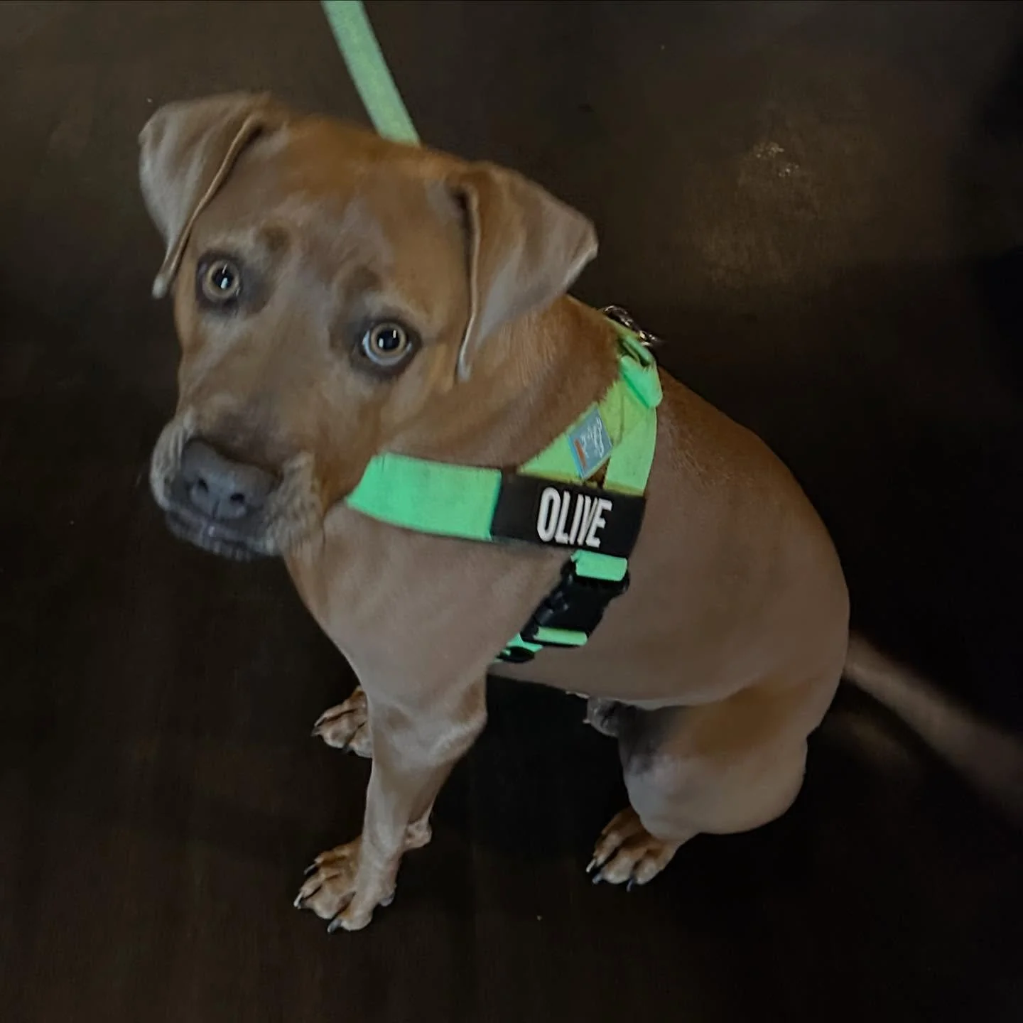 Olive gets it. 🐾🍻
Cold drink, shady spot, good vibes. That&rsquo;s the brief.

Yep - we&rsquo;re dog-friendly. No need to leave your best mate at home while you pop in for a beer, a bite or a long one that turns into a late one.

Bring the leash. W
