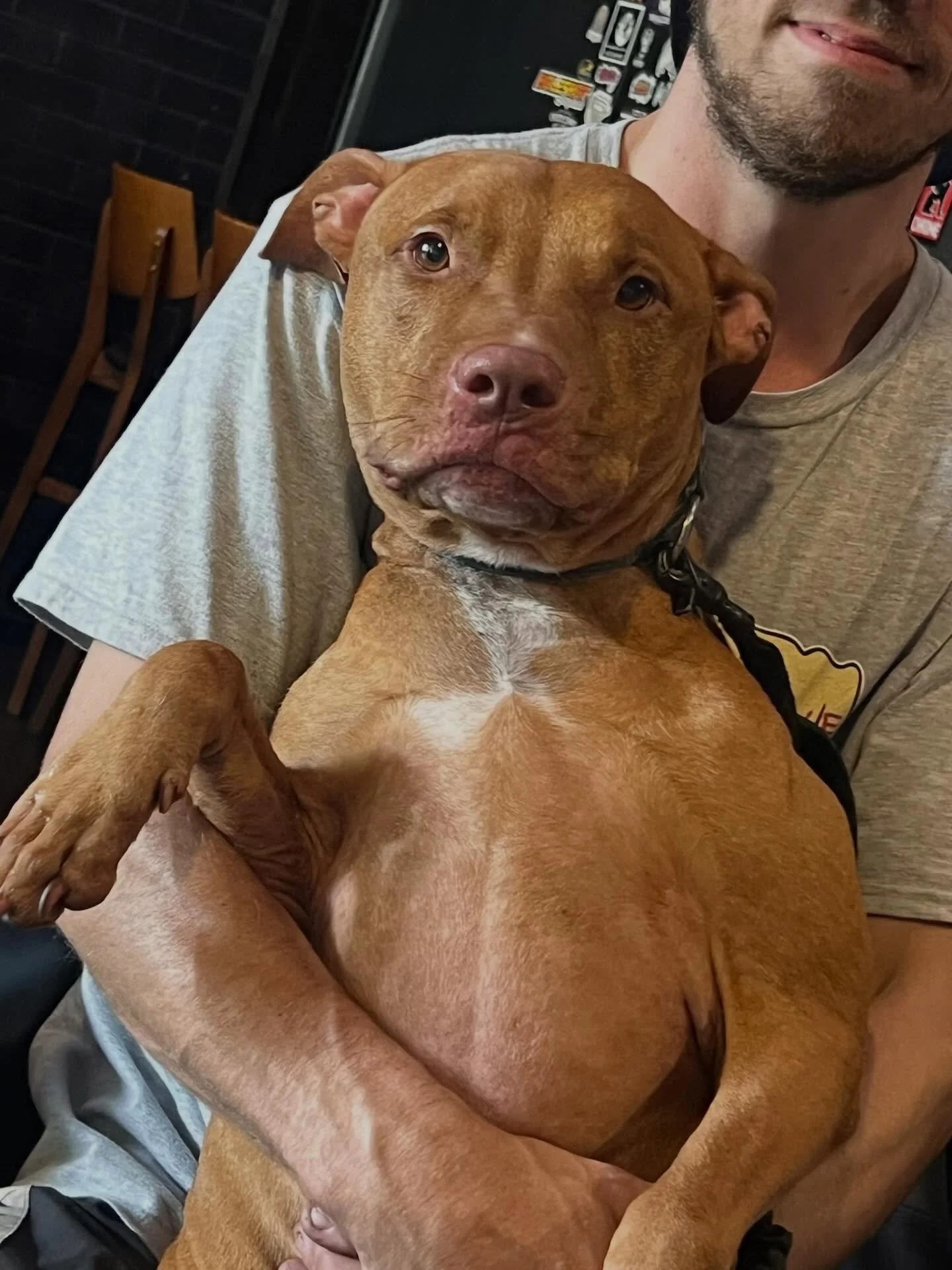 Had a visitor swing by the bar today&hellip; 🐾

Started strong, went hard early, and before we knew it - we had to cut him off and put him on the waters.

Safe to say&hellip; he wasn&rsquo;t thrilled about it.

Security&rsquo;s on standby.

#noosapu
