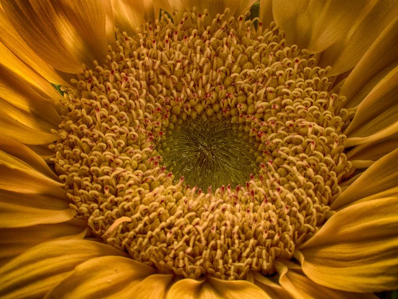 sunflower.jpg