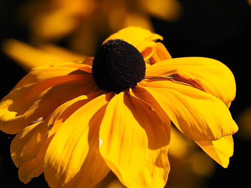 PA100166_rudbeckia.jpg