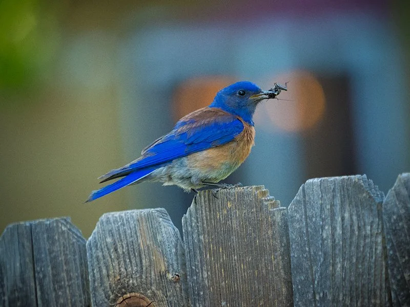 P6160034_bluebird_on_fence.jpg