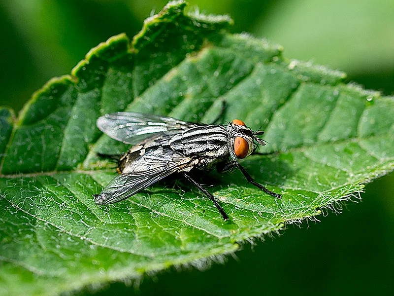 P1013983_fly_on_leaf.jpg