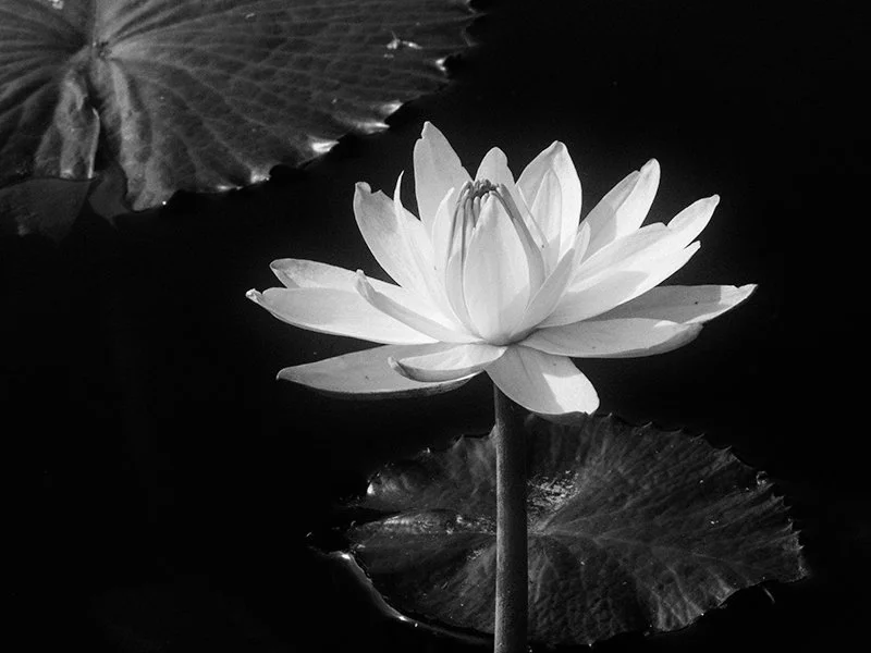P9050442_water_lily_bw.jpg