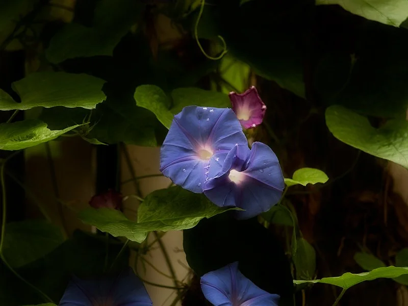 P4240799_morning-glories.jpg