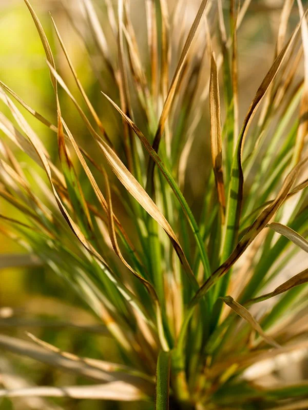 PA030018-grass.jpg