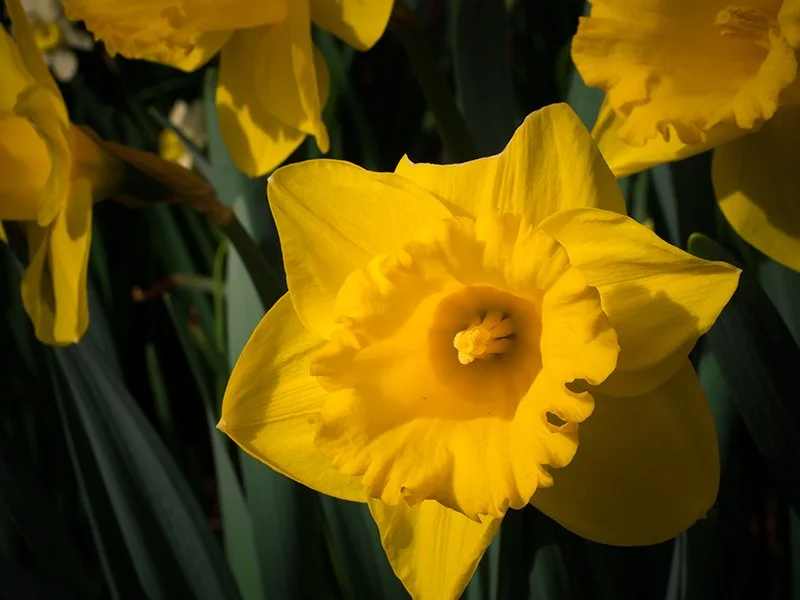 P4080091_daffodils.jpg