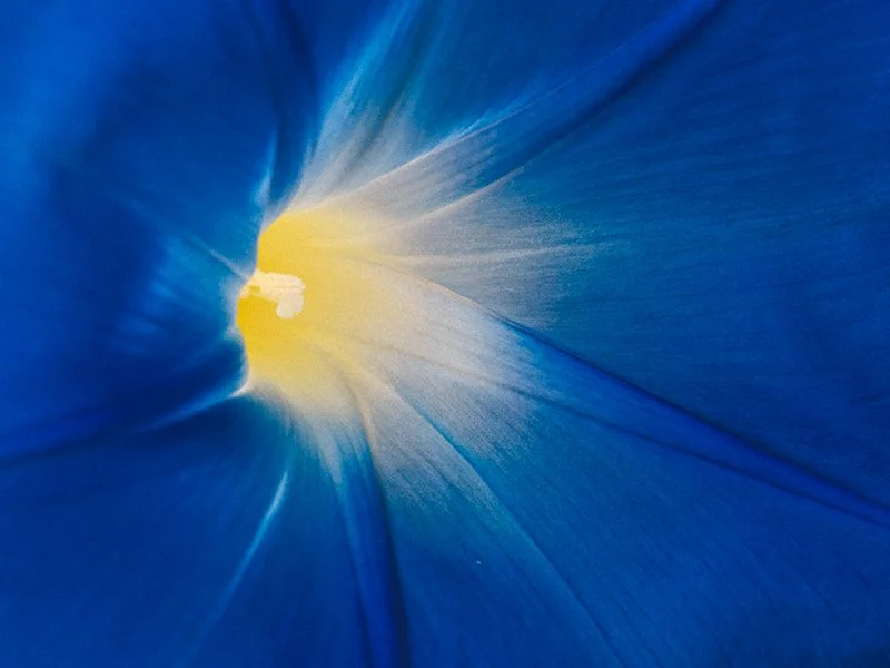 P9030411_morning_glory.jpg
