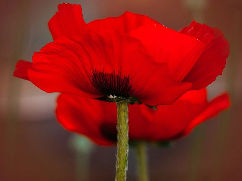 P5317696_Flanders_Poppy.jpg