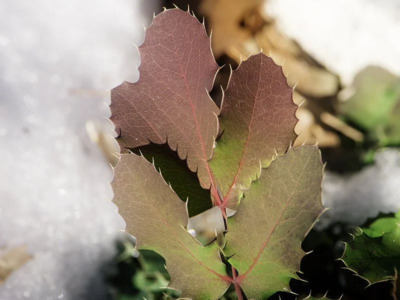 dsc_3872NEF-holly-leaves.jpg