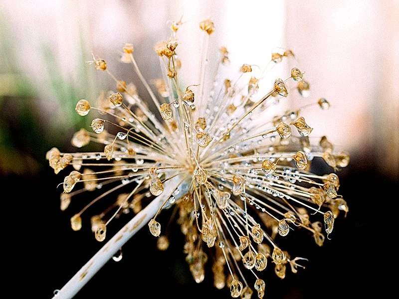 P7099409_dried_allium_seed_head.jpg