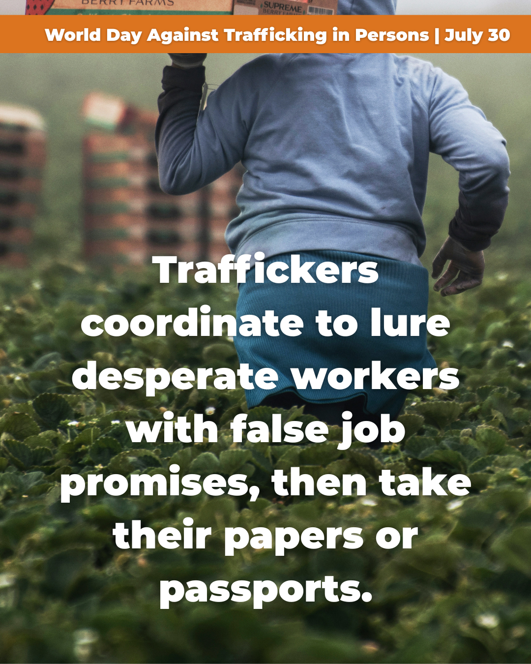 Person in a field carrying a box with the message about trafficking in person. The message reads: "World Day Against Trafficking in Persons | July 30. Traffickers coordinate to lure desperate workers with false job promises, then take their papers or passports."
