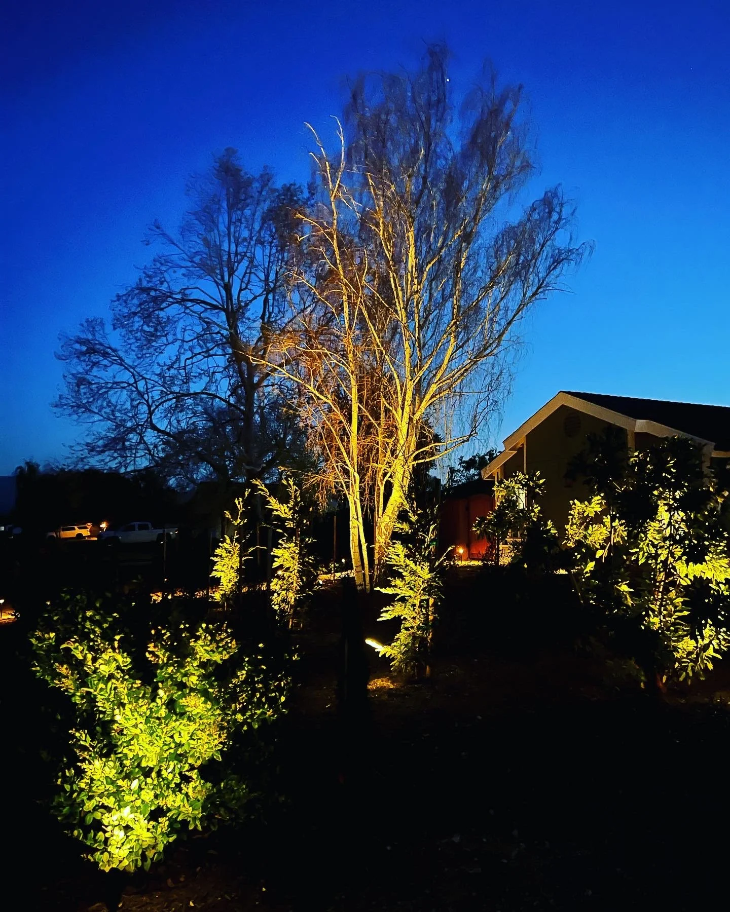 Landscape lighting design featuring a tree and shrubs illuminated by lights against a deep blue evening sky.