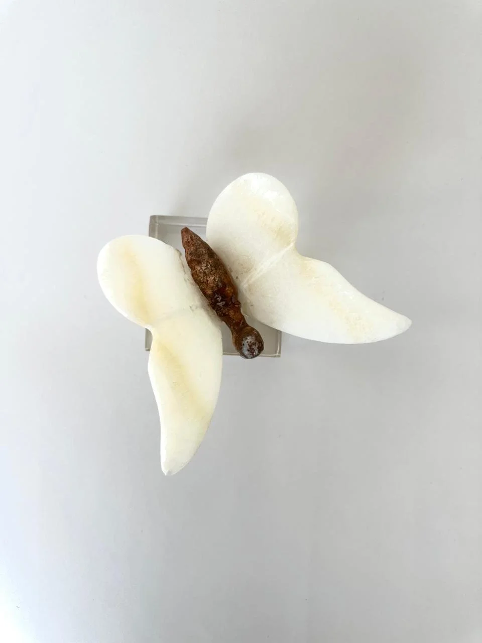 WhatsApp Image 2026-02-27 at 12.36.12 PM.jpeg