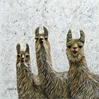 Llamas.jpg
