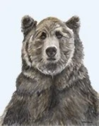 Bear.jpg