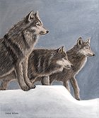 Wolves.jpg